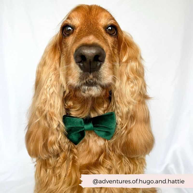 Sprinkle Christmas magic with our Forest Green Velvet Dog Bow Tie from Cocopup London. This festive Dog Bow Tie adds the perfect finishing touch to your dog's daytime apparel. 