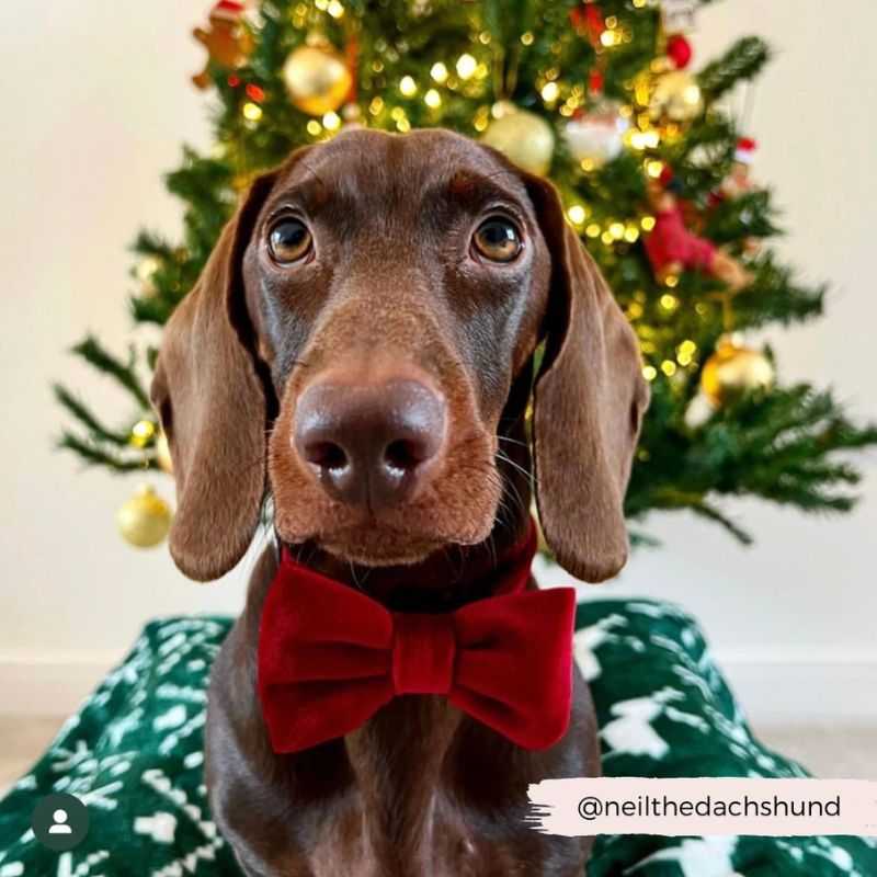 Sprinkle festive magic with our Red Berry Velvet Dog Bow Tie from Cocopup London. This Christmas Dog Bow Tie adds the perfect finishing touch to your dog's daytime apparel. 