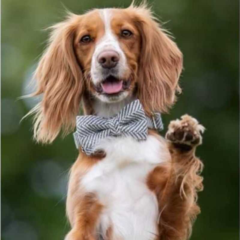 Cute dog wearing a luxury dog bow tie from Wags Empawrium
