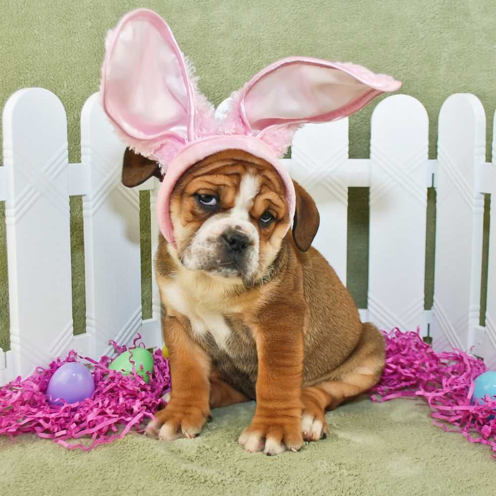 Shop Our Dog Easter Gifts at Wags Empawrium.