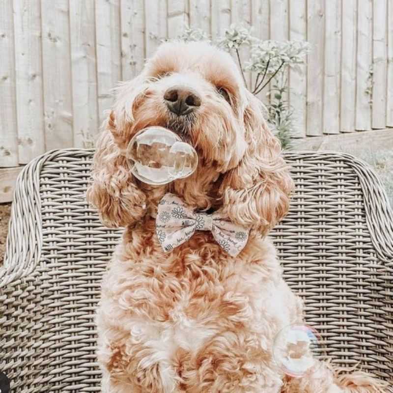Our non-toxic bubbles for dogs will make playtime more enjoyable for your pup.  Made with all-natural ingredients, these bubbles are safe for your dog to play with and lick.  The delicious taste of roast chicken will tantalize your pet's taste buds. Also, the irresistible aroma will be an instant hit with your four-legged friend.