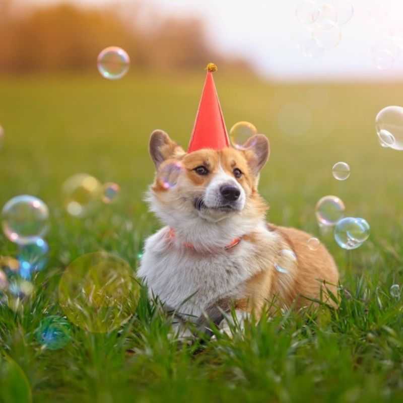 Our non-toxic bubbles for dogs will make playtime more enjoyable for your pup. Made with all-natural ingredients, these bubbles are safe for your dog to play with and lick. The delicious taste of smokey bacon will tantalize your pet's taste buds. Also, the irresistible aroma will be an instant hit with your four-legged friend.