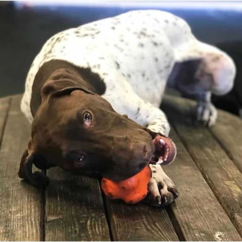 This durable Crazy Bounce Ultra Rubber Chew Toy has a unique shape and erratic bounce. This toy will sure to keep your dog stimulated and entertained. Ideal for power chewers.