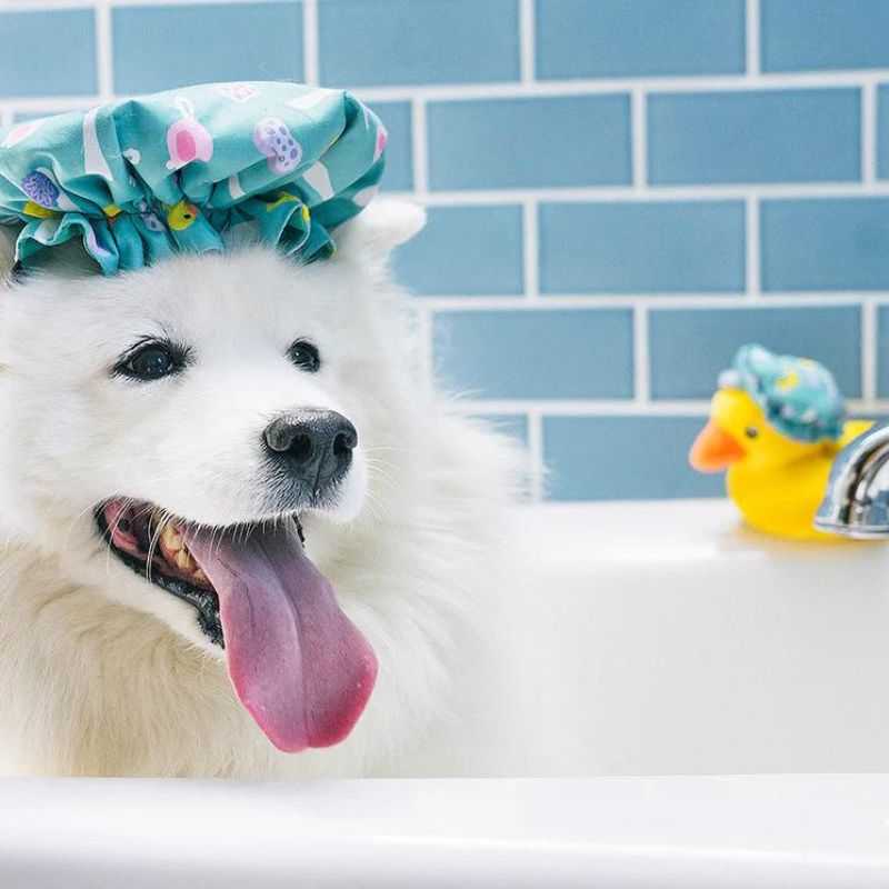 Elevate your pup's playtime using P.L.A.Y's Shower Quack Dog Toy - an adorable wearable cap and toy all in one. Make every moment a playful adventure for your furry friend. 