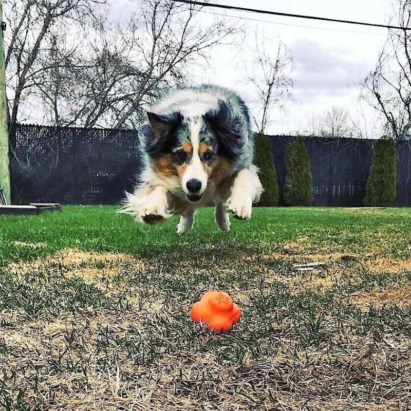 This durable Crazy Bounce Ultra Rubber Chew Toy has a unique shape and erratic bounce. This toy will sure to keep your dog stimulated and entertained. Ideal for power chewers.