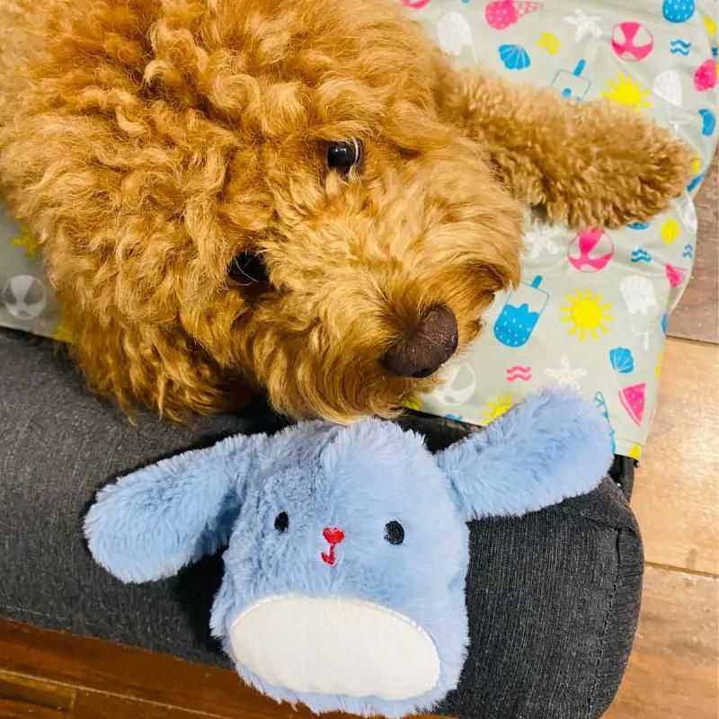 This Squeak-less Bunny Plush Dog Toy is super soft and cuddly. Your dog will not resist snuggling with this adorable dog toy.