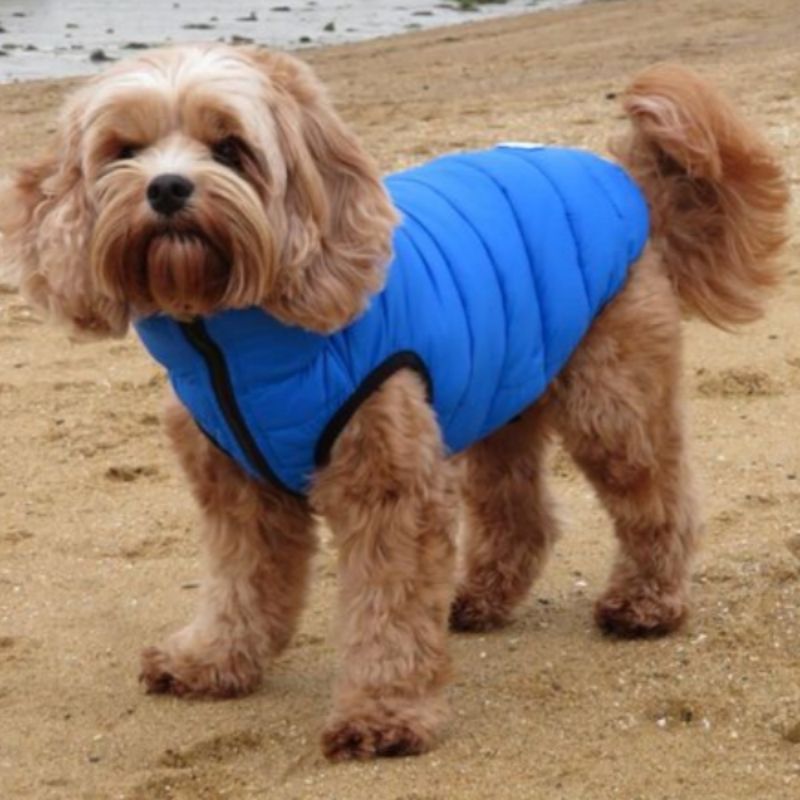 Blue Dog Puffer Jacket, water resistant and reversible so it can be worn in either light blue or navy