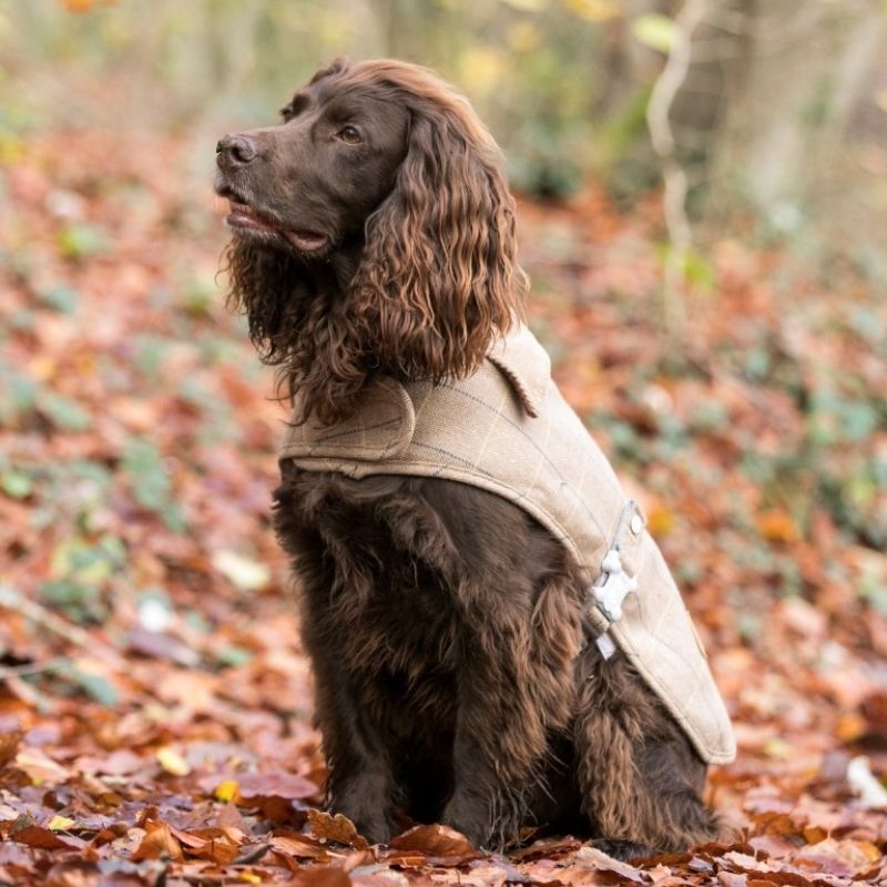 This classic caramel checked tweed dog coat is perfect to keep your dog cosy and warm on a crisp winters day.