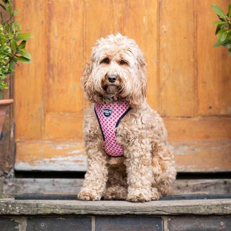This Soft Padded Pink Watermelon Dog Harness from Hugo & Hudson is designed to prevent pulling and pressure around your dog’s neck. 