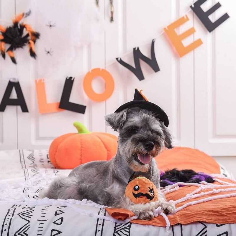 Pumpkin Halloween Dog Toy. The Pumpkin Halloween Dog Toy will be a fun surprise for your pooch this spooky season. The perfect toy for you and your haunted hound that loves to throw, fetch and play!