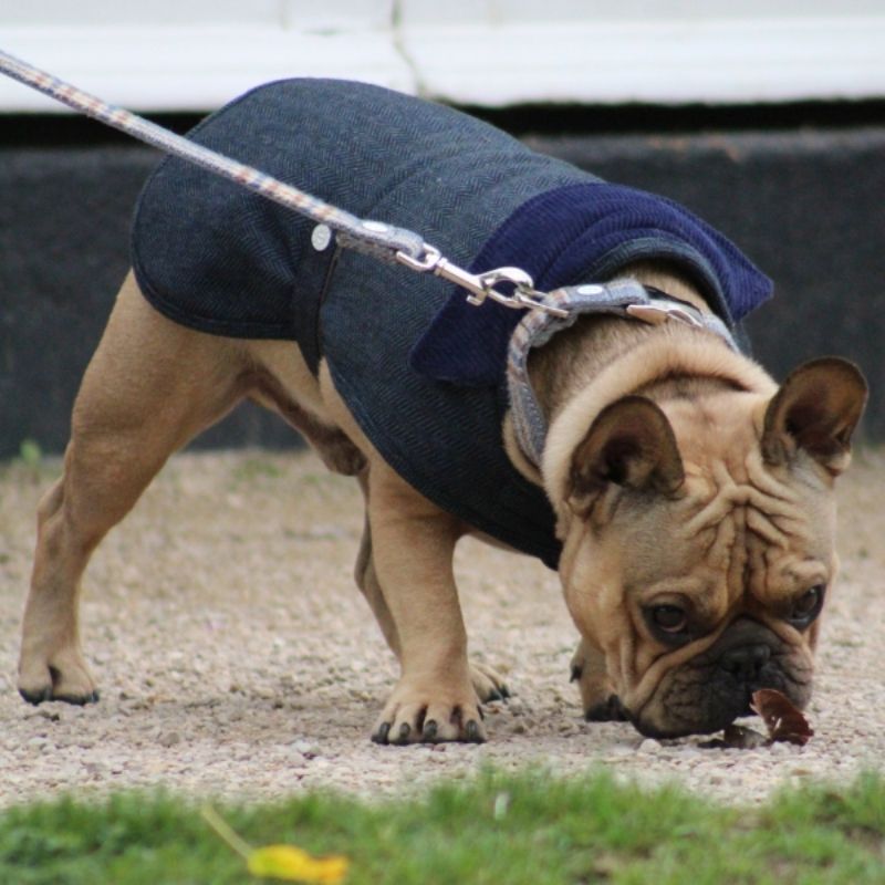 This classic navy blue tweed dog coat is perfect to keep your dog cosy and warm on a crisp winters day