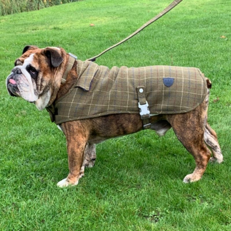 This classic Green Checked tweed dog coat is perfect to keep your dog cosy and warm on a crisp winters day