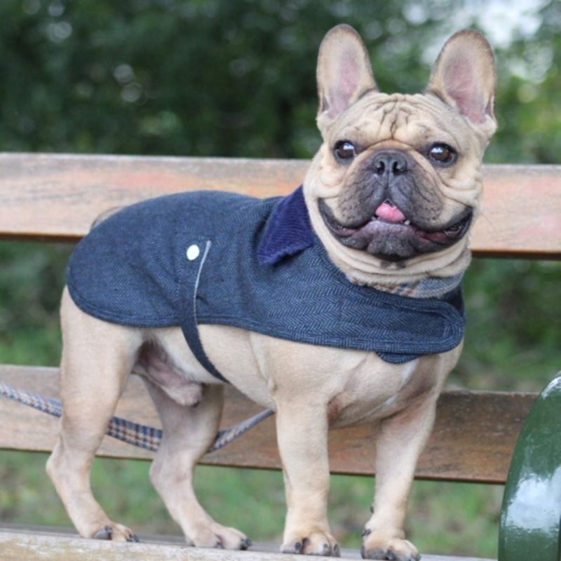 This classic navy blue tweed dog coat is perfect to keep your dog cosy and warm on a crisp winters day