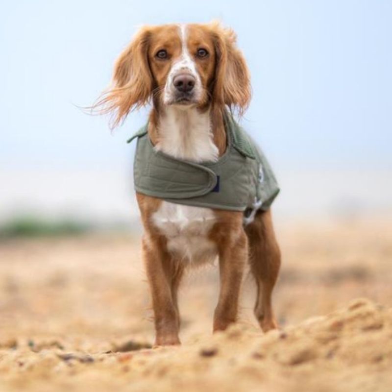 This Olive Green Quilted Dog Jacket will keep your dog warm & cosy on a cold winters day.