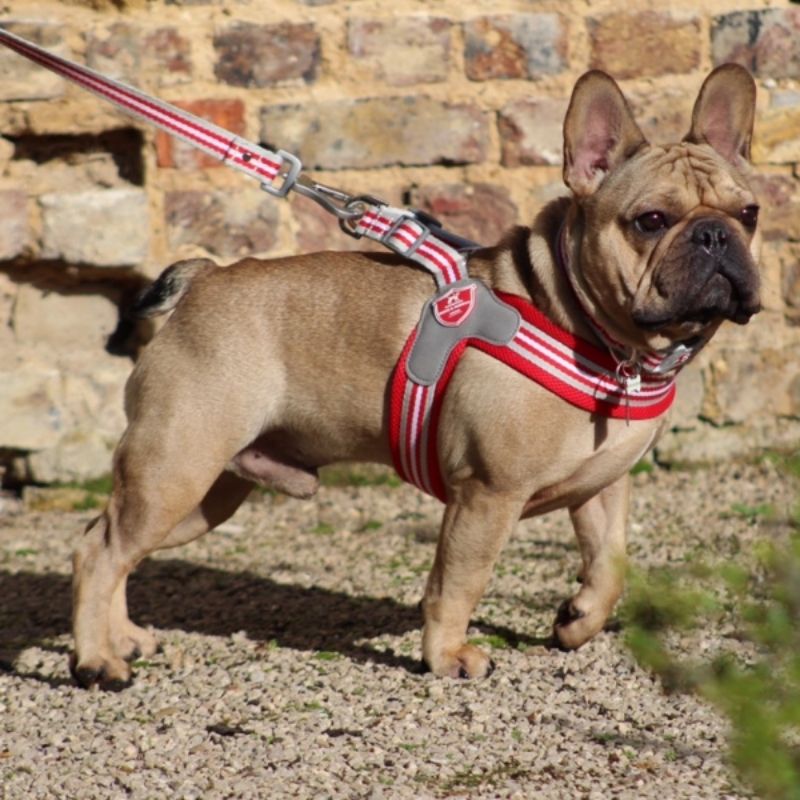 This Red stripe dog easy harness is made from quick-drying mesh fabric. This simple to use harness has been designed for complete comfort for your dog. 