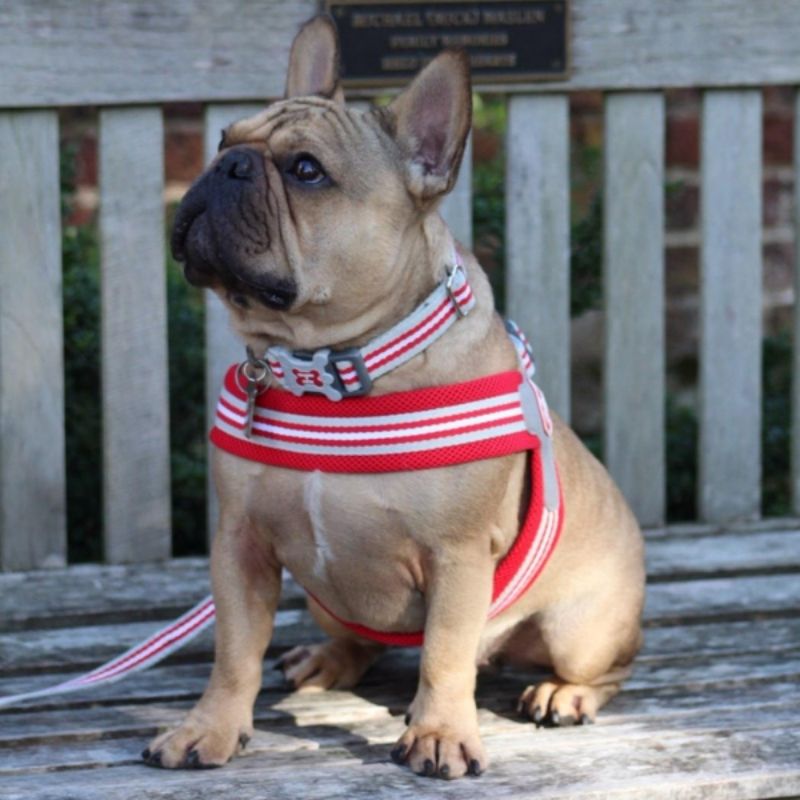 This Red stripe dog easy harness is made from quick-drying mesh fabric. This simple to use harness has been designed for complete comfort for your dog. 